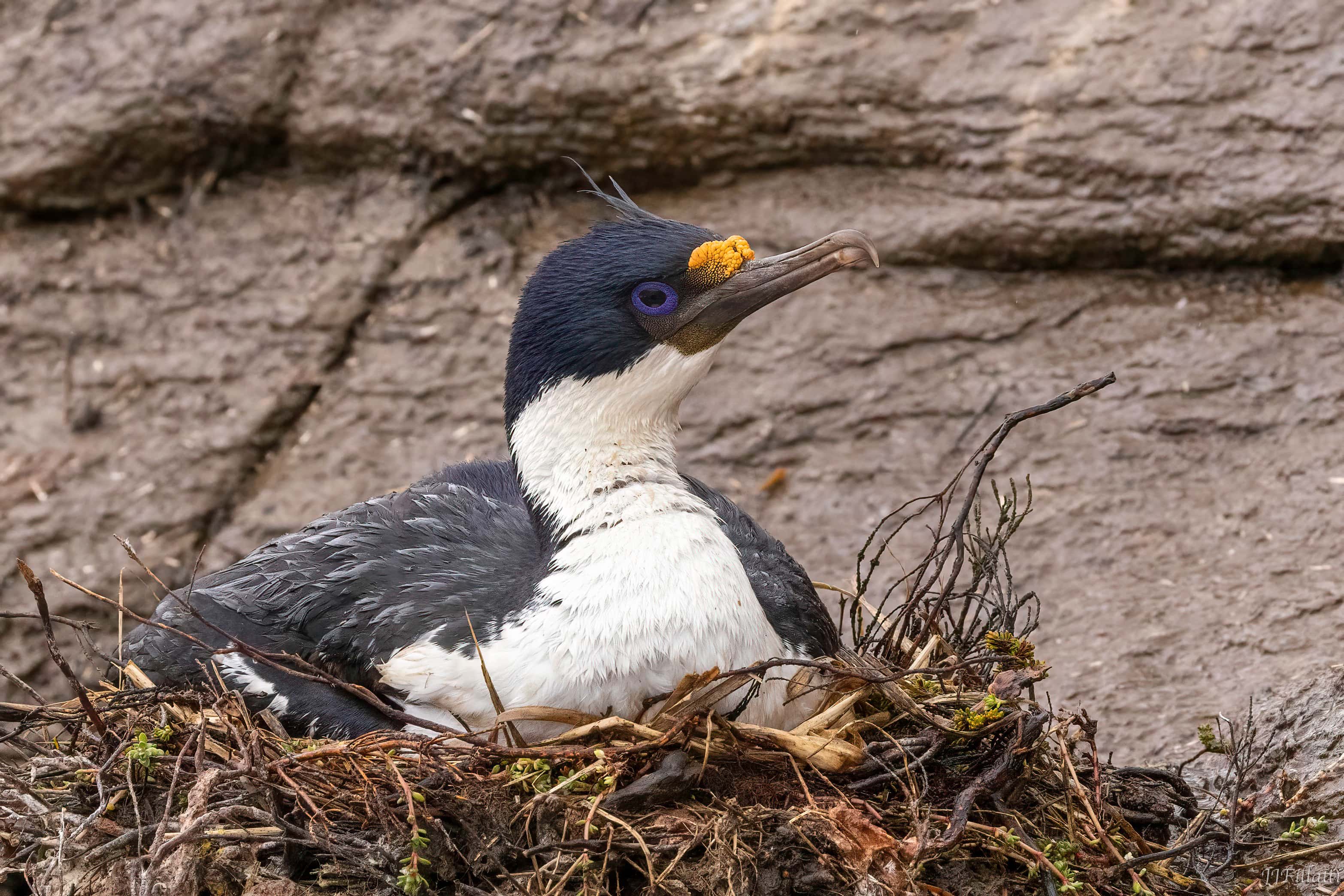 bird of the falklands image 62